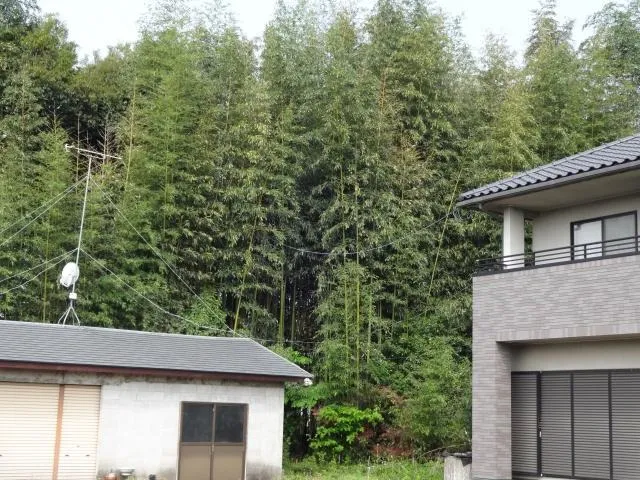 空き家の後ろの竹を間引きした様子です。